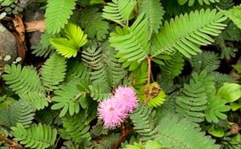 《含羞草的傳說》讀后感