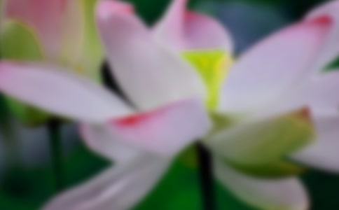 贊美荷花優(yōu)美詩句