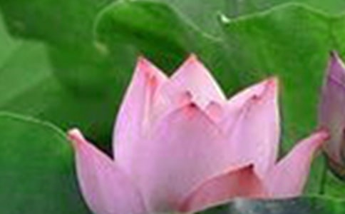 關(guān)于荷花的經(jīng)典詩句