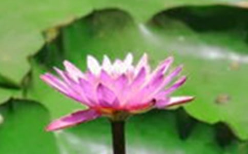 描寫荷花荷葉的詩(shī)句