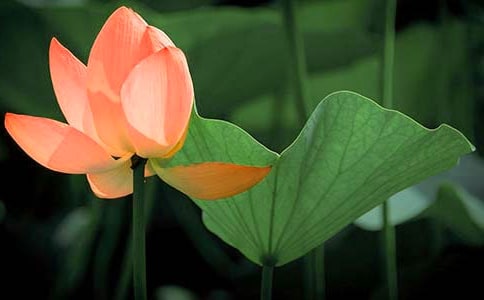 �茑�ɻ���Ԋ��