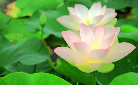 荷花發(fā)朋友圈說說190句