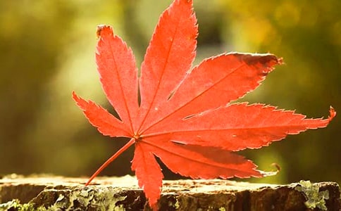 秋天的紅葉作文