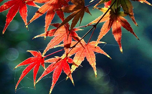 �����ļt�~����