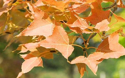 �t�~�������