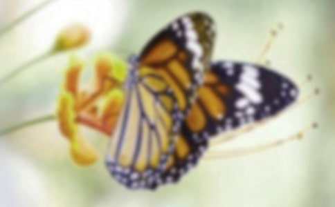 大班科學(xué)教案美麗的蝴蝶