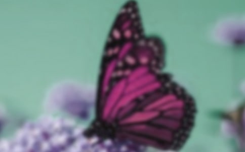 關(guān)于蝴蝶的詩句有哪些,關(guān)于蝴蝶的詩句