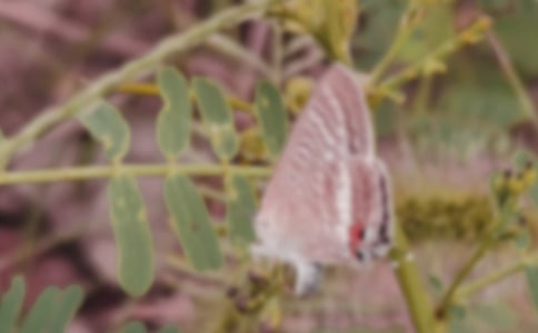 ���P(gu��n)�����������ąR��ʮƪ