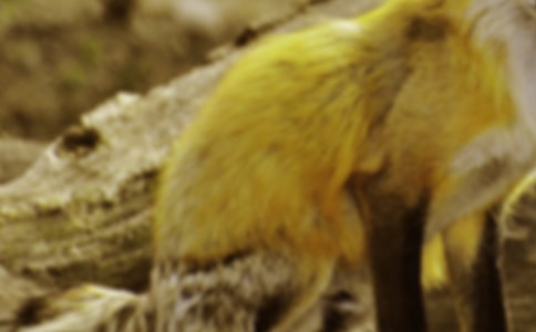 狐貍騎老虎歇后語