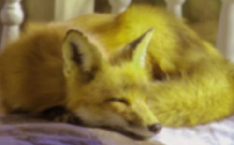 小狐貍送信童話作文