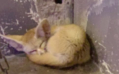 童話中的狐貍作文