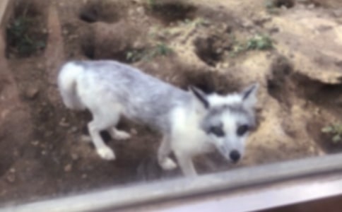 聰明的狐貍童話作文