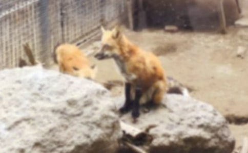 ��؂ͯԒ����300��