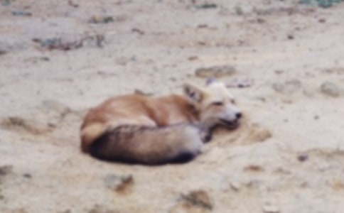 ��؂ͯԒ����