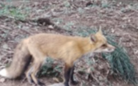 狐貍童話作文300字3篇(熱門)