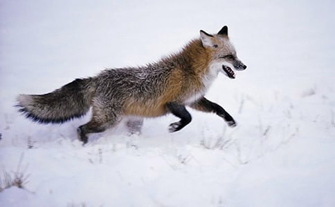 狐貍童話作文錦集【3篇】