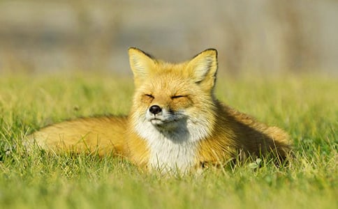 小狐貍上學(xué)看圖寫話