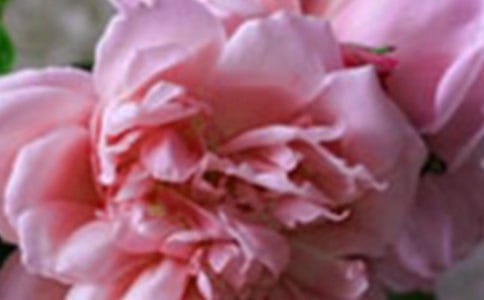 ͯȤ���^�σɸ�횣��������������w�M(j��n)����������ֳ���(��һ����)