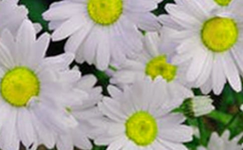 心中的花朵作文