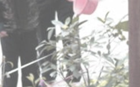 關(guān)于澆花的作文（共6篇）