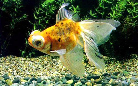 金魚的觀察日記(通用15篇)