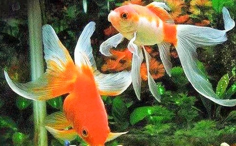 �Ҽҵ�С���~����[��(y��u)]