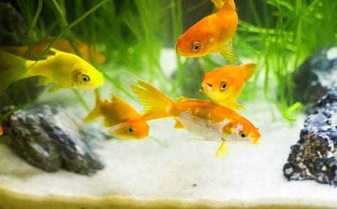 大班美術(shù)教案:金魚(yú)