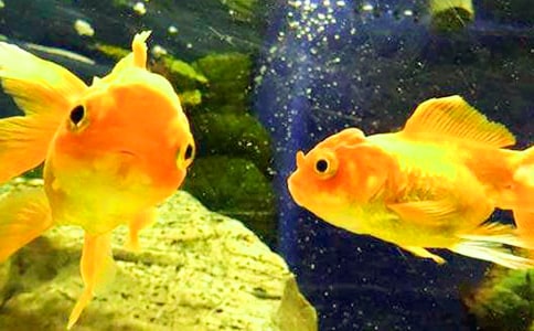 ���~(y��)�^����ӛ��ͨ��31ƪ��