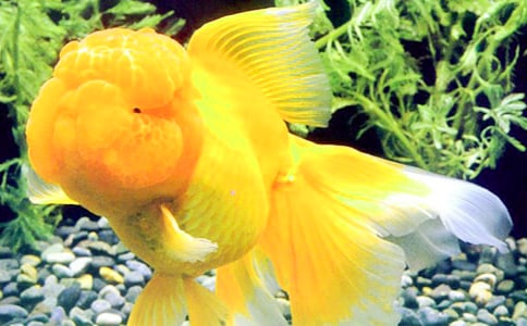 金魚(yú)的觀察日記集錦5篇