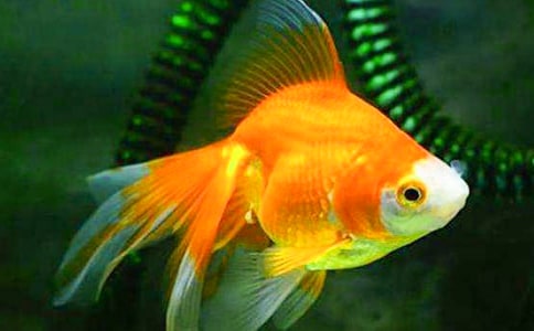 �Ҽҵ�С���~���ģ���(y��u)�x��