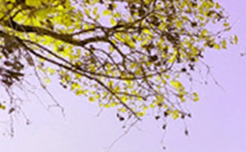 實用的三年級景色的作文九篇