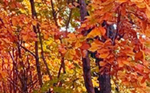 寫(xiě)景色的作文(常用9篇)