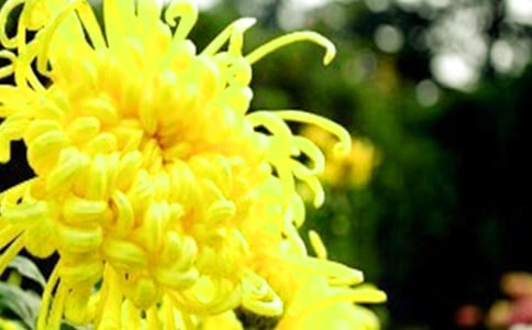 描寫菊花的詩句