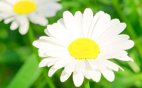 關(guān)于菊花的經(jīng)典詩(shī)句160句