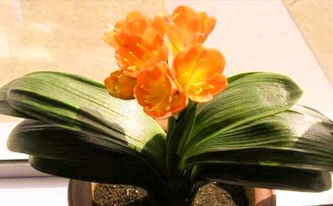 寫君子蘭的作文