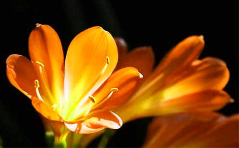 描寫君子蘭的詩句(精選90句)