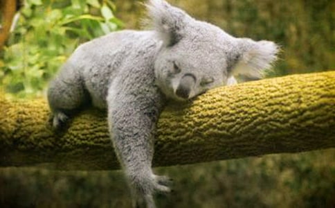 �ɐ۵Ŀ�������