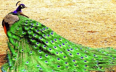 ���Ŀ�ȸ����