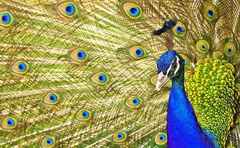 孔雀東南飛讀后感