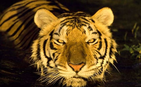 關(guān)于扮豬吃老虎歇后語