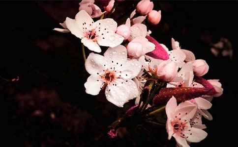 ����һ���滨�_ɢ��