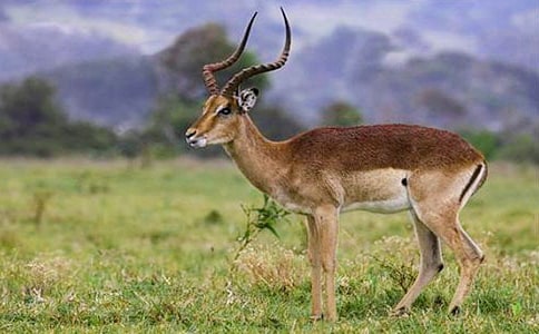 ������Ě���