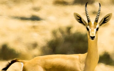 《藏羚羊跪拜》教學(xué)實錄