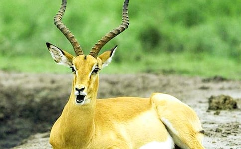 ������ľ�񡷽̌W(xu��)��(sh��)䛣����x22ƪ��