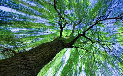 形容柳樹的詩句