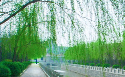 小班美術(shù)教案:柳樹發(fā)芽了