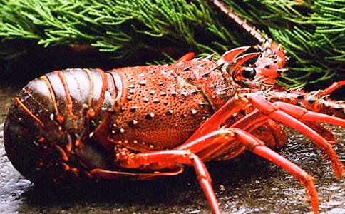 ����r����15ƪ(��)