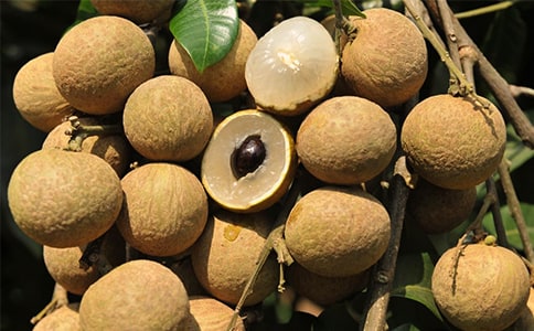 關(guān)于我愛故鄉(xiāng)的龍眼作文