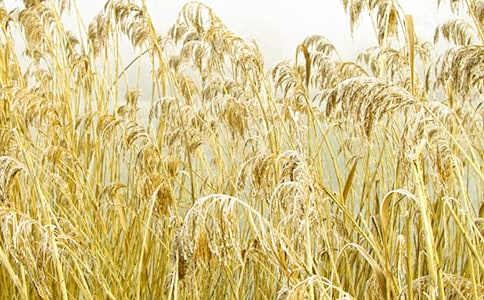 (集合)蘆葦蕩作文7篇