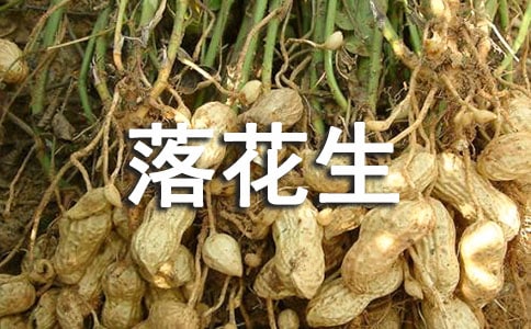 落花生讀后感600字